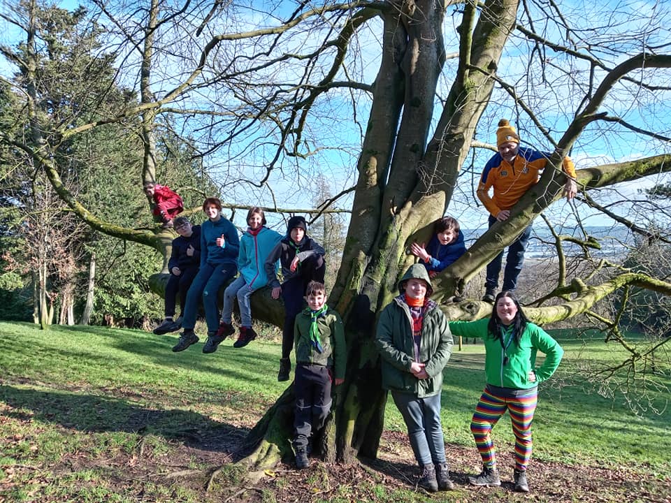 Scouts posing on tree branches